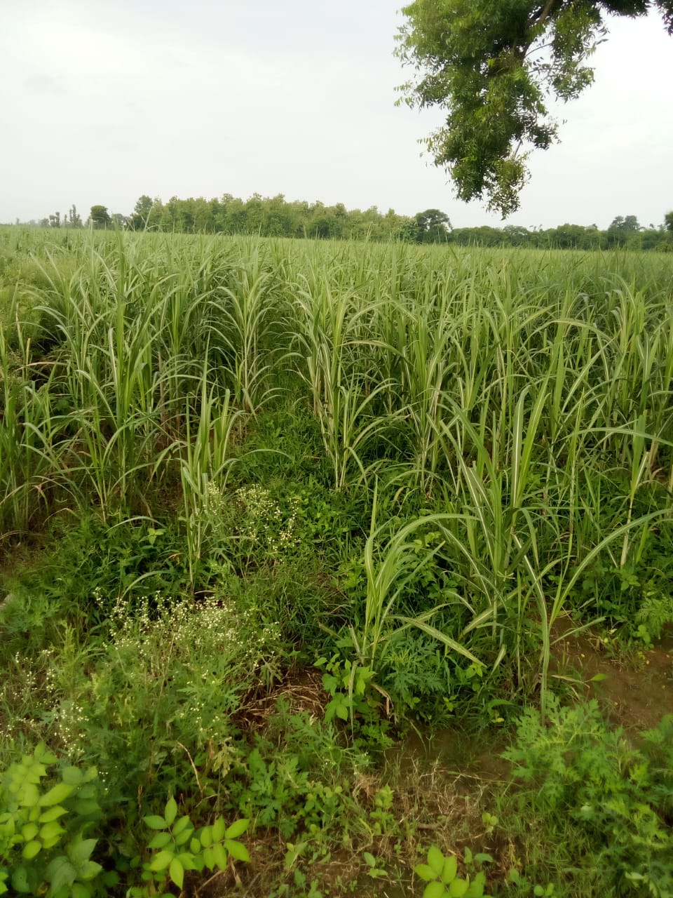 Allegations of illegal occupation of pasture land in Londonpur Grant, Siddhartha demanded action