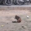 People in Mallawan town are troubled by the terror of monkeys, many people have been targeted by them