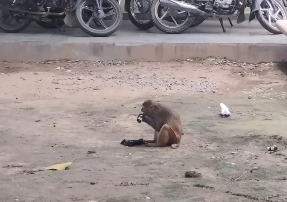 People in Mallawan town are troubled by the terror of monkeys, many people have been targeted by them