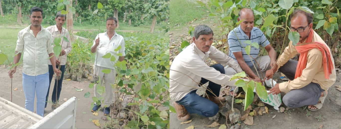 Planting of Harisankari trees is being carried out in four blocks from August 1