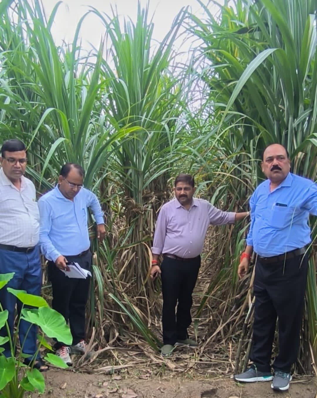 Officials visited the fields and registered complaints to prevent sugarcane from insect diseases