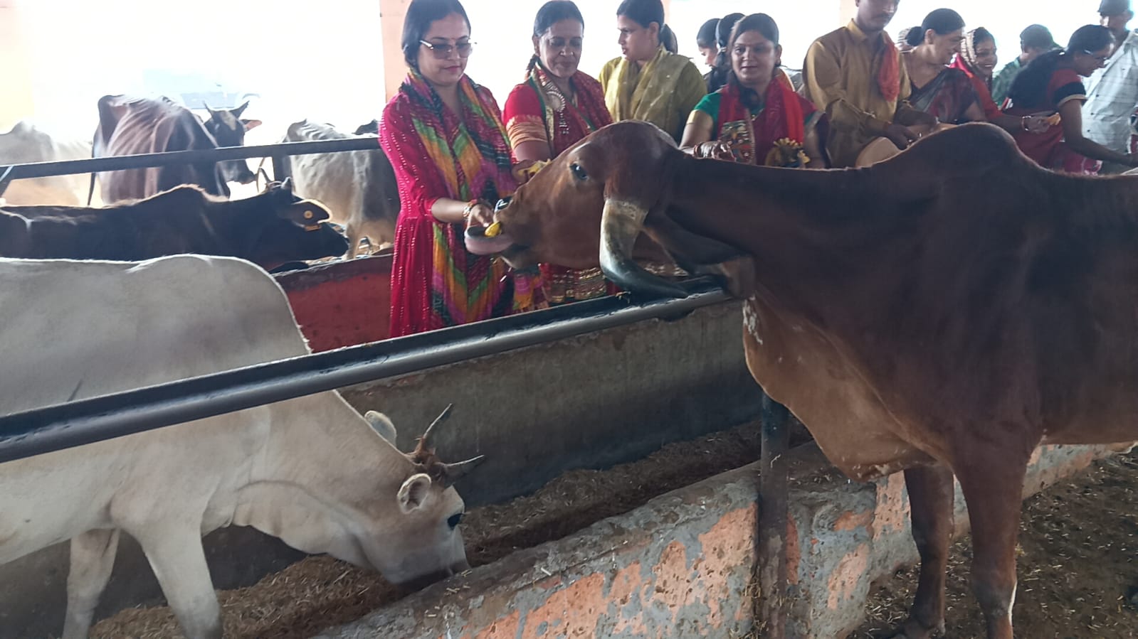 A wave of devotion and faith prevails in Nagar Panchayat Mailani on the occasion of Gopashtami festival.