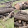Illegal felling of green trees in Dhaurahra, allegations of collusion against the Forest Department
