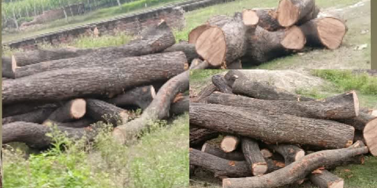 Illegal felling of green trees in Dhaurahra, allegations of collusion against the Forest Department