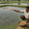 10-year fisheries lease auction for ponds in Tehsil Salon on November 29