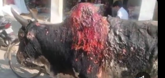 Ox burnt by acid in Singahi town kept writhing in pain, questions raised on the poor system