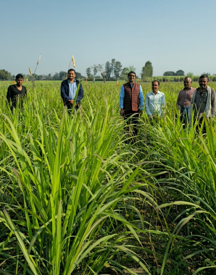Intensive monitoring of spring sugarcane sowing preparations, emphasis on mechanization and improved varieties