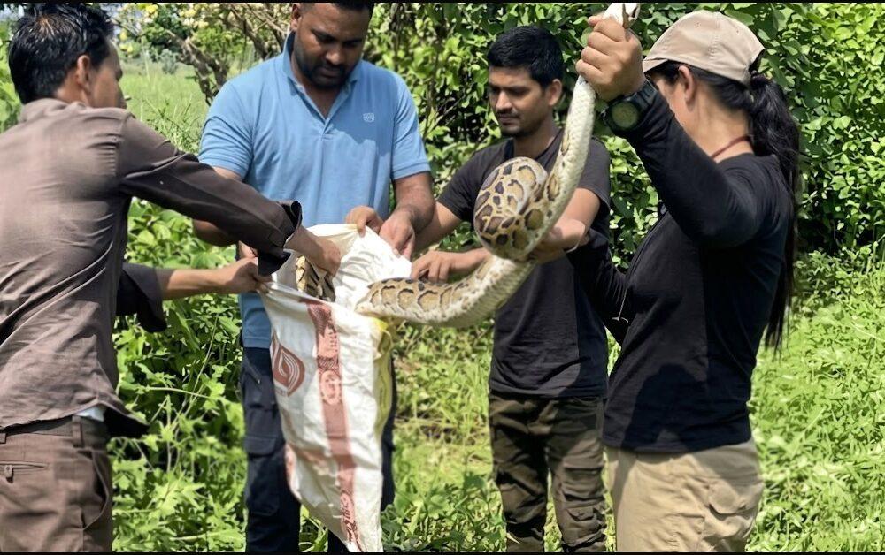 A 13-foot-long python was successfully rescued by the brave Nazrun Nisha in just three minutes.