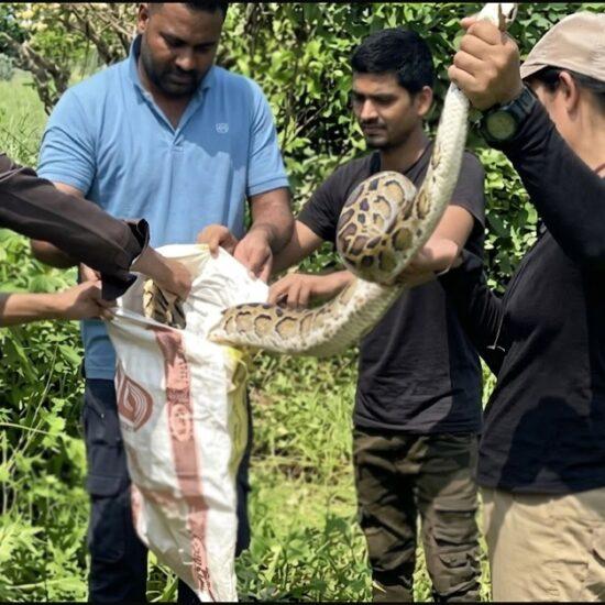 A 13-foot-long python was successfully rescued by the brave Nazrun Nisha in just three minutes.