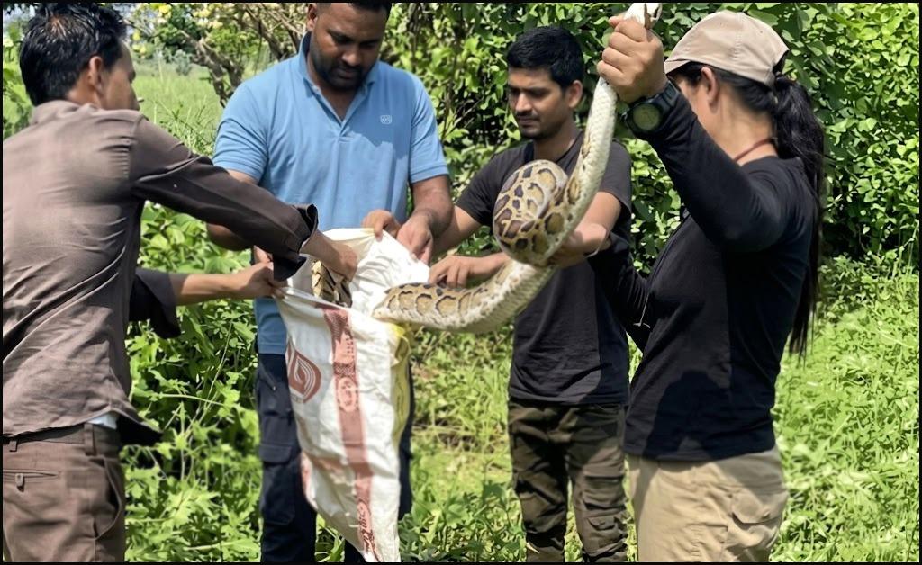 A 13-foot-long python was successfully rescued by the brave Nazrun Nisha in just three minutes.