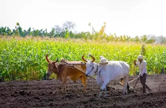 यूपी डिजिटल कृषि, एग्री-टेक मिशन उत्तर प्रदेश, डिजिटल क्रॉप सर्वे यूपी, फार्मर रजिस्ट्री, योगी सरकार कृषि योजना, किसान लाभ उत्तर प्रदेश, सरकारी योजनाओं में पारदर्शिता, खेती डेटा आधार,UP Digital Agriculture, Agri-Tech Mission Uttar Pradesh, Digital Crop Survey UP, Farmer Registry, Yogi Government Agriculture Scheme, Farmer Benefits UP, Transparent Agriculture UP, Data-based Farming,डिजिटल क्रॉप सर्वे, फार्मर रजिस्ट्री, यूपी के किसान, योगी सरकार कृषि योजना, खेती का डेटा, सरकारी योजना लाभ, कृषि डिजिटलाइजेशन,Digital Crop Survey, Farmer Registry, UP Farmers, Yogi Government Agriculture, Farming Data, Government Scheme Benefit, Agriculture Digitalization,