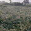 Shamli weather news, Shamli crop damage news, UP farmers crop loss, wheat mustard crop damage UP, Uttar Pradesh weather news, farmers compensation news, shamli agriculture news, UP rain storm news, शामली मौसम खबर, शामली फसल नुकसान, यूपी किसानों की फसल बर्बाद, गेहूं सरसों फसल नुकसान खबर, उत्तर प्रदेश कृषि समाचार, किसान मुआवजा खबर,Shamli rain storm crop damage, UP wheat crop destroyed, mustard crop damage Uttar Pradesh, farmers loss due to rain UP, Shamli agriculture crisis news, UP farmers demand compensation, शामली आंधी बारिश खबर, गेहूं सरसों फसल बर्बाद, यूपी किसान नुकसान खबर, मौसम से फसल नुकसान,#ShamliNews, #UPWeatherNews, #CropDamage, #FarmersLoss, #WheatCrop, #MustardCrop, #UPFarmers, #WeatherAlert, #AgricultureNews, #FarmersCompensation, #शामलीखबर, #यूपीमौसम, #किसानसमस्या, #फसलनुकसान, #कृषिसमाचार,