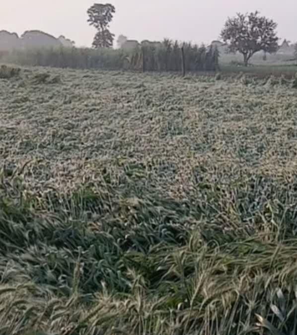 Shamli weather news, Shamli crop damage news, UP farmers crop loss, wheat mustard crop damage UP, Uttar Pradesh weather news, farmers compensation news, shamli agriculture news, UP rain storm news, शामली मौसम खबर, शामली फसल नुकसान, यूपी किसानों की फसल बर्बाद, गेहूं सरसों फसल नुकसान खबर, उत्तर प्रदेश कृषि समाचार, किसान मुआवजा खबर,Shamli rain storm crop damage, UP wheat crop destroyed, mustard crop damage Uttar Pradesh, farmers loss due to rain UP, Shamli agriculture crisis news, UP farmers demand compensation, शामली आंधी बारिश खबर, गेहूं सरसों फसल बर्बाद, यूपी किसान नुकसान खबर, मौसम से फसल नुकसान,#ShamliNews, #UPWeatherNews, #CropDamage, #FarmersLoss, #WheatCrop, #MustardCrop, #UPFarmers, #WeatherAlert, #AgricultureNews, #FarmersCompensation, #शामलीखबर, #यूपीमौसम, #किसानसमस्या, #फसलनुकसान, #कृषिसमाचार,